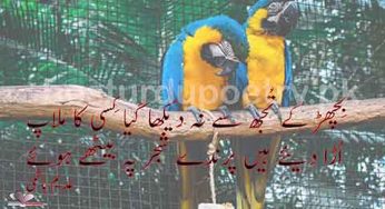 bichar ke tujh se na dekha gia kisi ka mlap