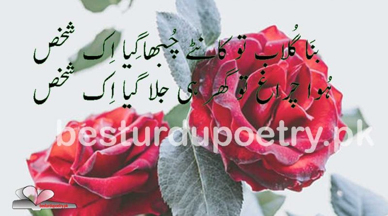 rose poetry - bana gulab - besturdupoetry.pk