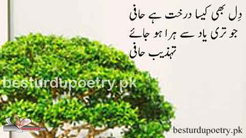dl bhi kesa darakht hay - tehzeeb hafi poetry in urdu